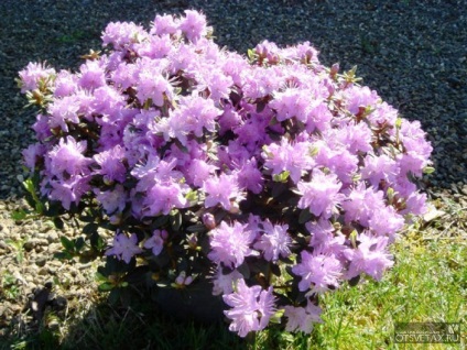 Rhododendron plantare de grădină și de îngrijire foto (Rhododendron) Rhododendron plantare de grădină și de îngrijire foto