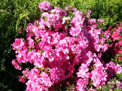 Rhododendron plantare de grădină și de îngrijire foto (aterizare) Rhododendron plantare de grădină și de îngrijire foto