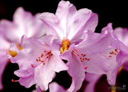 Rhododendron plantare de grădină și de îngrijire foto (aterizare) Rhododendron plantare de grădină și de îngrijire foto