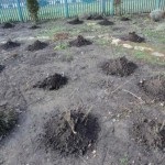 Trandafiri în primăvară - ce să facă (în primăvară) Trandafiri în primăvară - ce să facă