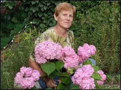 Hortensie roz (roz) hortensie roz