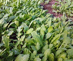 Rucola proprietăți și contraindicații utile (utile) Rucola proprietăți utile și contraindicații