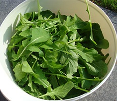 Rucola proprietăți și contraindicații utile (contraindicații) Rucola proprietăți utile și contraindicații