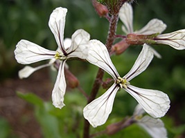 Rucola proprietăți și contraindicații utile (rucola) Rucola proprietăți utile și contraindicații