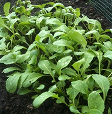 Rucola proprietăți și contraindicații utile (utile) Rucola proprietăți utile și contraindicații