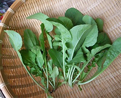 Rucola proprietăți utile și contraindicații (zdrobesc frunze rucola) Rucola proprietăți utile și contraindicații