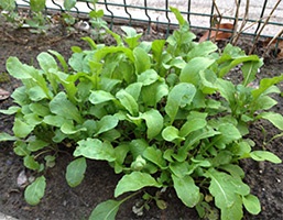 Rucola proprietăți utile și contraindicații (zdrobesc frunze rucola) Rucola proprietăți utile și contraindicații
