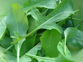 Rucola proprietăți și contraindicații utile (proprietăți) Rucola proprietăți utile și contraindicații