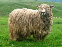Rusă oi cu părul lung - agroxxi (lungime lână de calitate) Rus de oaie cu părul lung - agroxxi