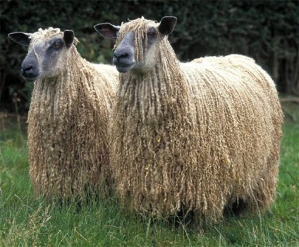 Rus rasa cu parul lung de rase de ovine de ovine (ovine) Rus rasa cu parul lung de oaie, rase de ovine