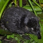 Desman rusă (50 poze) descrierea faptelor interesante despre animale, în cazul în care el trăiește, ce fel de detașare, roșu (animale) Desman rusă (50 poze) descrierea faptelor interesante despre animale, în cazul în care el trăiește, ce fel de detașare, roșu