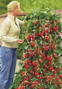 Grădină la doi acri, cu mustăți (culturi cultivate tine) Grădină la doi acri, cu mustăți