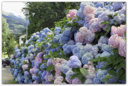 hortensie Garden (de îngrijire) hortensie gradina