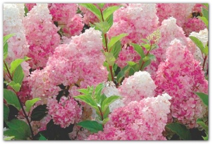 grădină hortensie (grădină) hortensie gradina