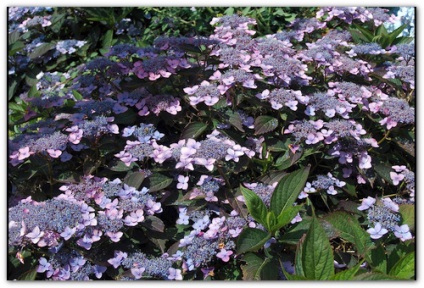 hortensie Garden (plantă) hortensie gradina