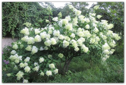 hortensie Garden (toamna) hortensie gradina