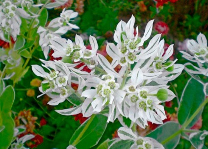 Garden alior - numele speciei și plante fotografie (gradina) Garden alior - numele speciei și plante fotografie