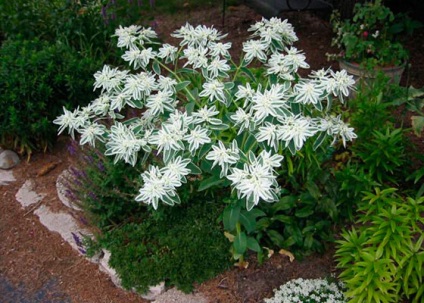 alior Garden - numele speciei și a plantelor foto (foto) Garden alior - numele speciei și plante fotografie