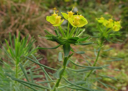 Garden alior - numele speciei și plante fotografie (specii) Garden alior - numele speciei și plante fotografie
