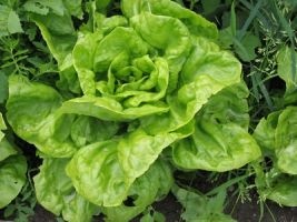 Lăptucă și andive ekskariol (ekskariol) salata de andive și ekskariol