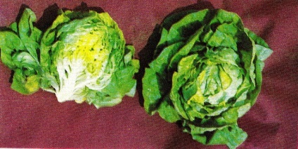 Salata iceberg - în special casa vyraschivaniyasvoy în (cultivarea salata iceberg) sat Salata iceberg - casa în special vyraschivaniyasvoy în localitate