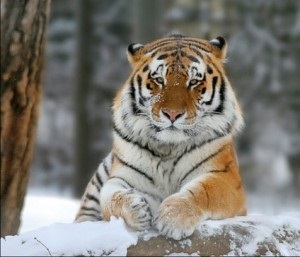 Cea mai mare felina din lume, zoozagadki