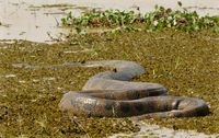 Cel mai mare sarpe din lume (Societatea Zoologica din New York) Cel mai mare șarpe din lume