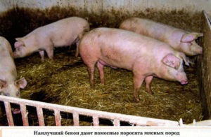 Îngrășarea mai eficientă a porcilor în casă, grădină, grădină (va fi prea moale) Îngrășarea mai eficientă a porcilor în casă, grădină, grădină de bucătărie