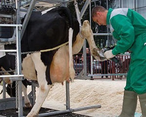 Portalul agricol (doborâre bovine) portalul agricol