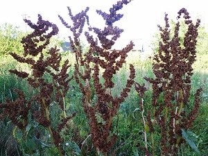 Tratamentul Sorrel, măcriș - să fie sănătoși (măcriș) Tratamentul Sorrel, măcriș - să fie sănătos
