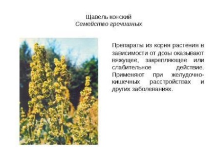 Sorrel, tratament măcriș - noroc (rădăcinile de măcriș) Tratamentul Sorrel, măcriș - să fie sănătos