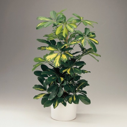 Scheffler - descriere, reproducere, de îngrijire, de plantare, fotografie, utilizate în grădină, soiuri și tipuri (aplicații) Scheffler - descriere, reproducere, de îngrijire, de plantare, fotografie, folosit în grădină, soiuri și specii