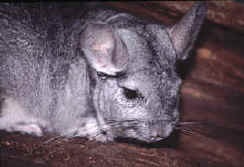 Chinchilla fatare alezaj () Chinchilla dă naștere, ea a dat naștere