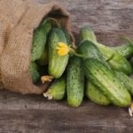 Trellis pentru castraveți - un cost eficient și simplu metodă eficientă de creștere (tapiserie) Leasă pentru castraveți - un mod eficient, rentabil și simplu mod de cultivare