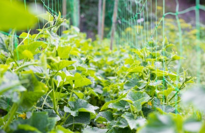 Trellis pentru castraveți - un cost eficient și simplu metodă eficientă, de creștere (castraveți) Leasă pentru castraveți - un mod eficient, rentabil și simplu mod de cultivare
