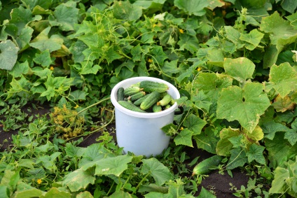 Trellis pentru castraveți - un cost eficient și simplu metodă eficientă de creștere (tapiserie) Leasă pentru castraveți - un mod eficient, rentabil și simplu mod de cultivare