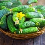Trellis pentru castraveți - un cost eficient și simplu metodă eficientă de creștere (tapiserie) Leasă pentru castraveți - un mod eficient, rentabil și simplu mod de cultivare
