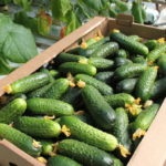 Trellis pentru castraveți - un cost eficient și simplu metodă eficientă de creștere (tapiserie) Leasă pentru castraveți - un mod eficient, rentabil și simplu mod de cultivare