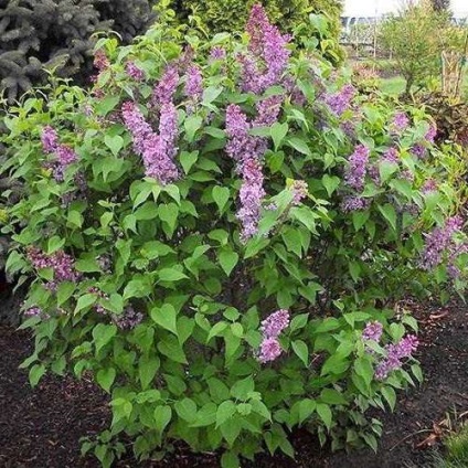 Lilac - magia în grădina noastră (lila în grădină) Lilac - magia în grădina noastră