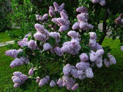 Lilac - magia în grădina noastră (lila în grădină) Lilac - magia în grădina noastră