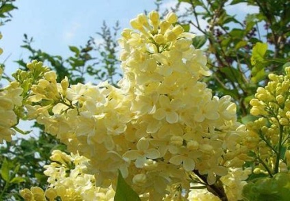Lilac - magia în (liliac de plantare) grădina noastră Lilac - magia în grădina noastră