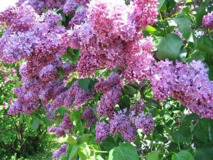 Lilac - magia în grădina noastră (răsaduri de liliac) Lilac - magia în grădina noastră