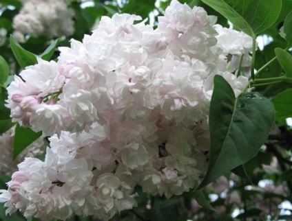 Lilac - magia în (liliac de plantare) grădina noastră Lilac - magia în grădina noastră