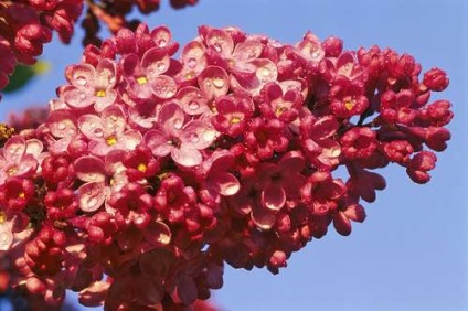 Lilac - magia în grădina noastră (Bush liliac) Lilac - magia în grădina noastră