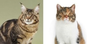 pisici Câte zile sunt asociate, asistentul feline (pisici începe călduri) pisici Câte zile sunt asociate, asistent feline