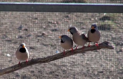 Câți cinteze locuiesc în casa cu fotografii și video (ca) Câți cinteze locuiesc în casa cu fotografii și video