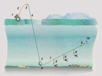 Plutitorul glisant (Waggler tip float) float alunecare