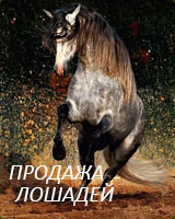 Sleipnir - opt picioare calul lui Odin (unul) Sleipnir - opt picioare calul lui Odin