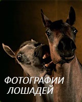 Sleipnir - opt picioare calul lui Odin (unul) Sleipnir - opt picioare calul lui Odin
