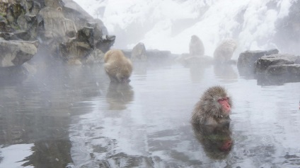 Zăpadă în Japonia (zăpadă) Zăpadă în Japonia